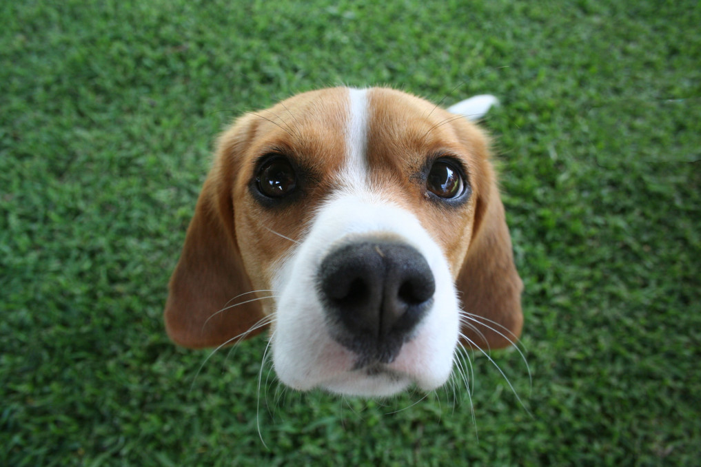 Beagle on Turf looking up