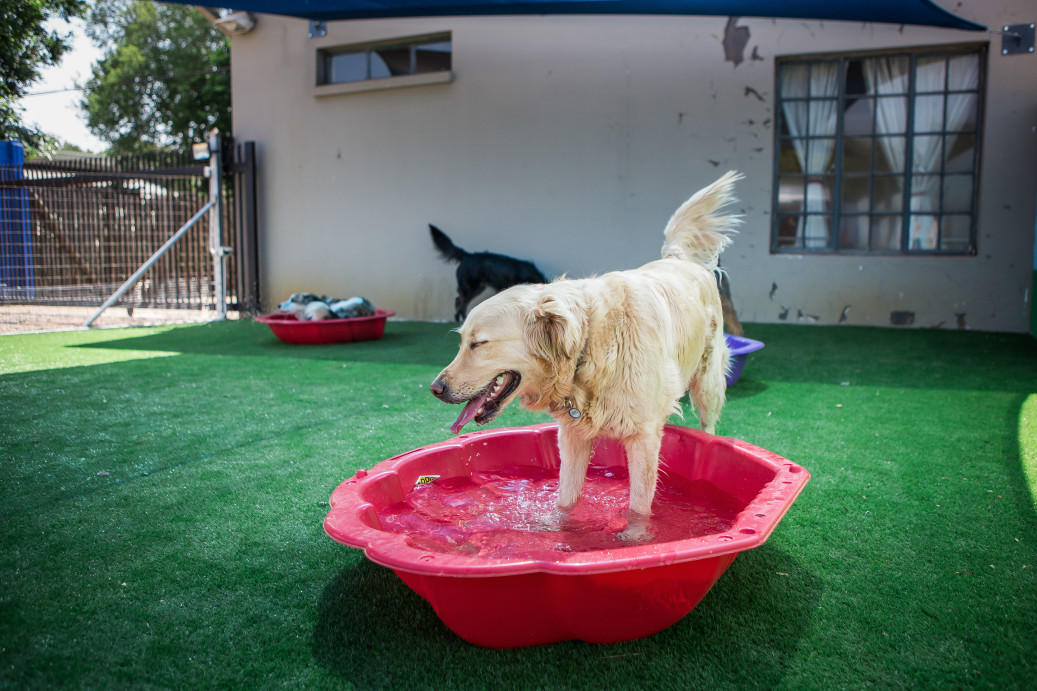 Dog playing in small water pool on artificial turf