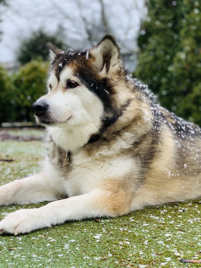 Husky dog enjoying light snow on artificial turf