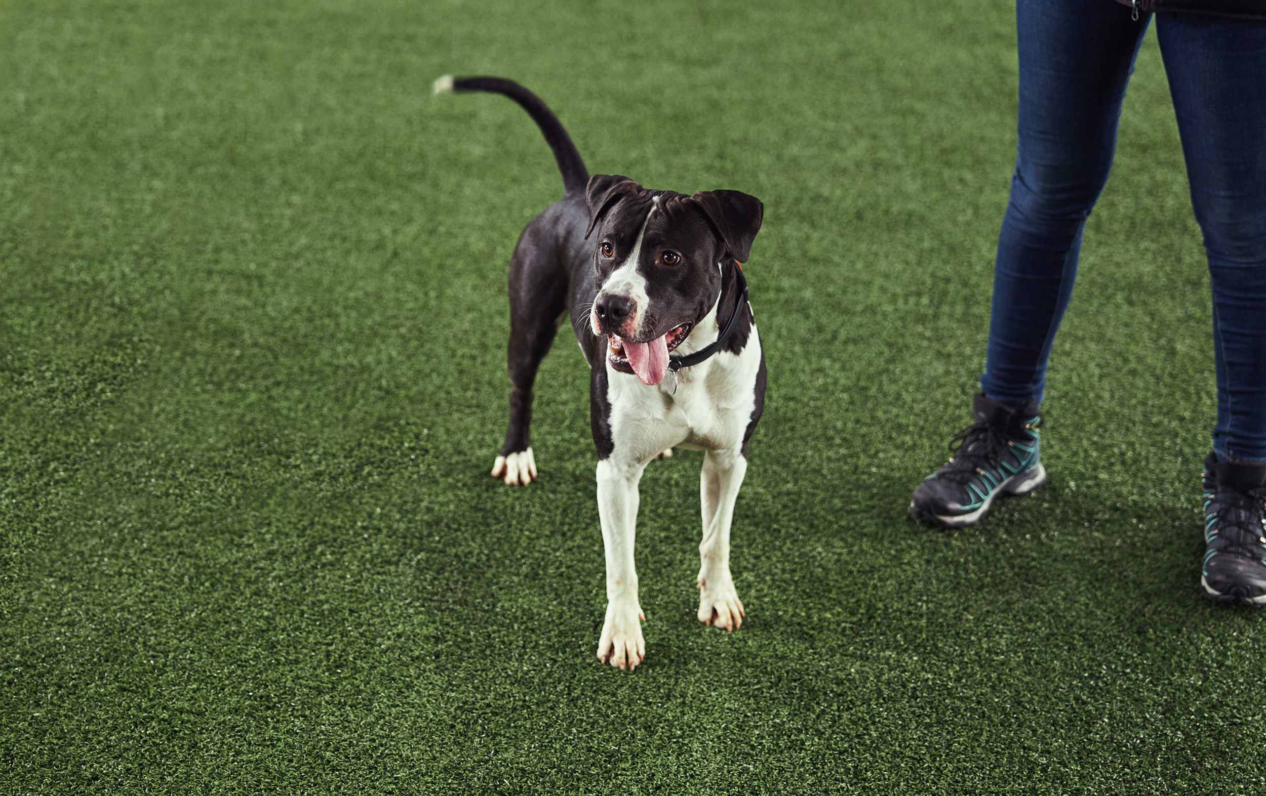 Quiet juvenile dog and a trainer in the obedience school